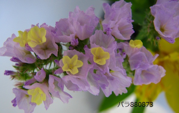IMG_0906 - コピー.JPG