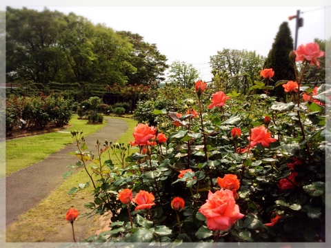 バラ・フラワーセンター大船植物園