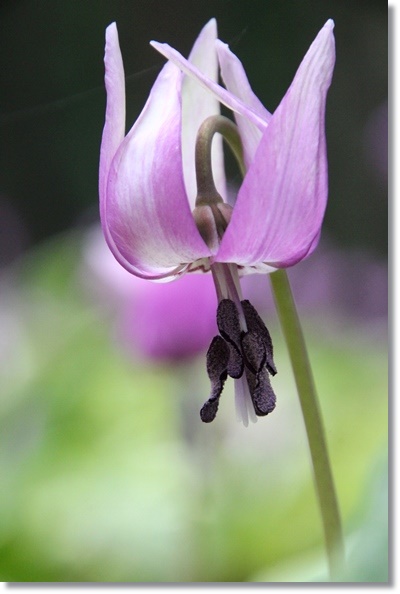 樹木公園・カタクリ-13 15.4.18