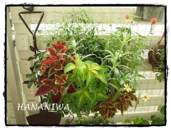 2012_0916トレッサ用寄せ植えとクレマチスの講座とカ0003.JPG