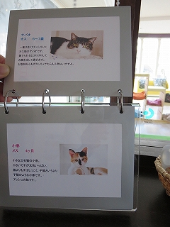 保護猫の紹介でーす