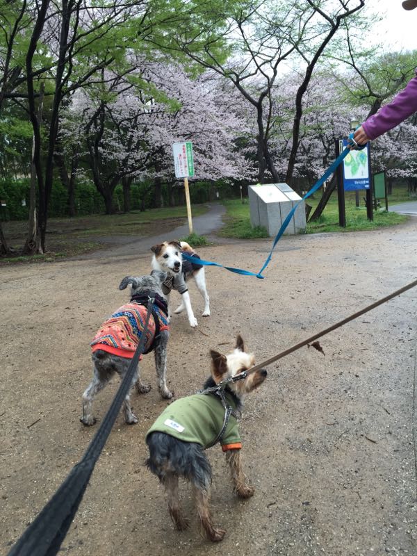 rblog-20160406014919-02.jpg