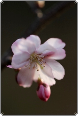 樹木公園-11 十月桜 13.3.19