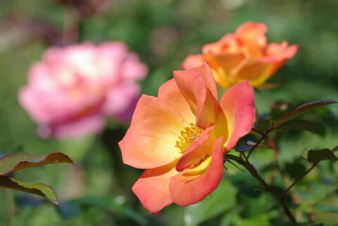 横浜イングリッシュガーデンの薔薇