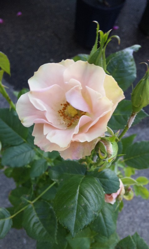 150529_1725~01.jpg