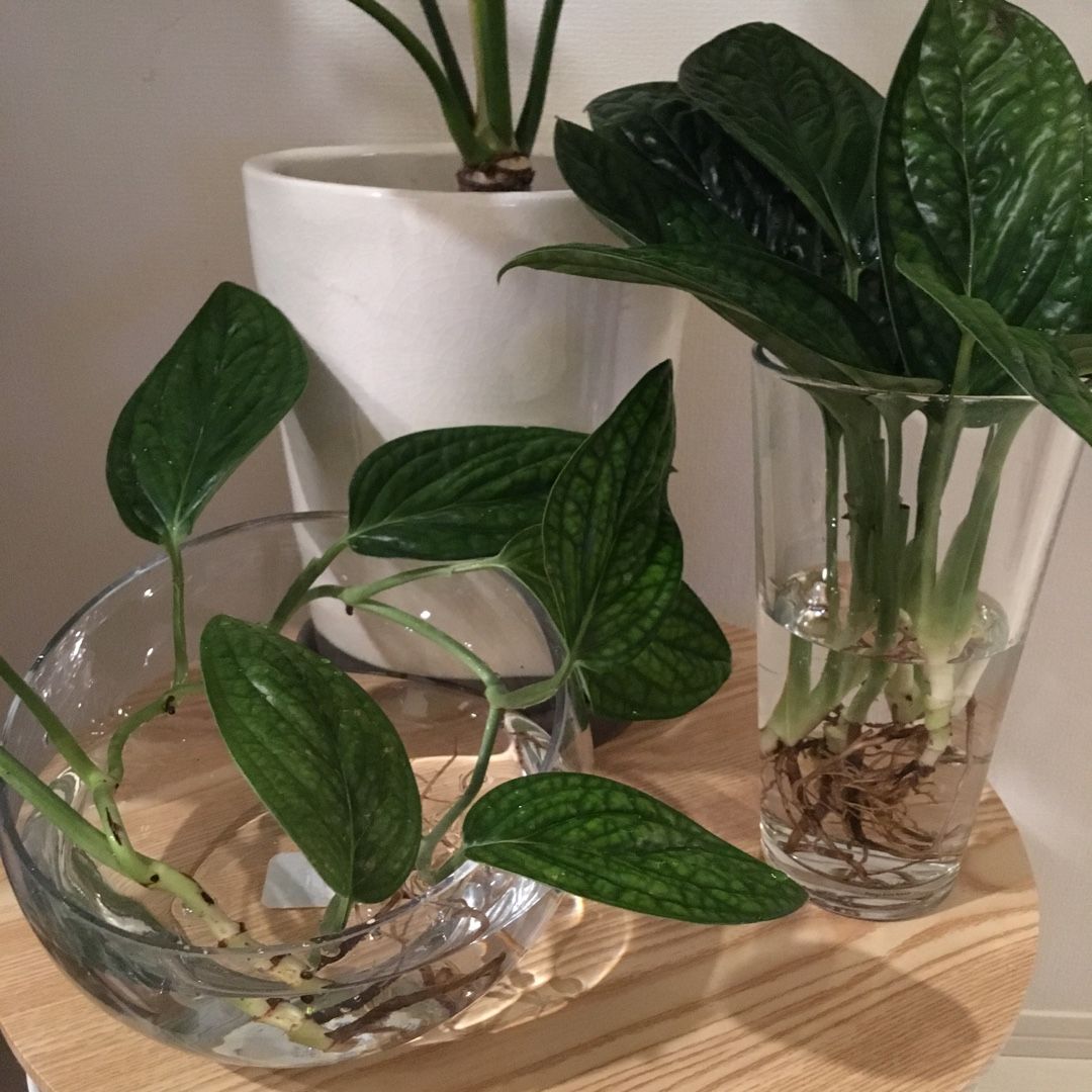 観葉植物 Loveplants 楽天ブログ