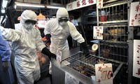 強毒性の鳥インフルエンザ（H5N1）ウイルスが検出され殺処分.jpg