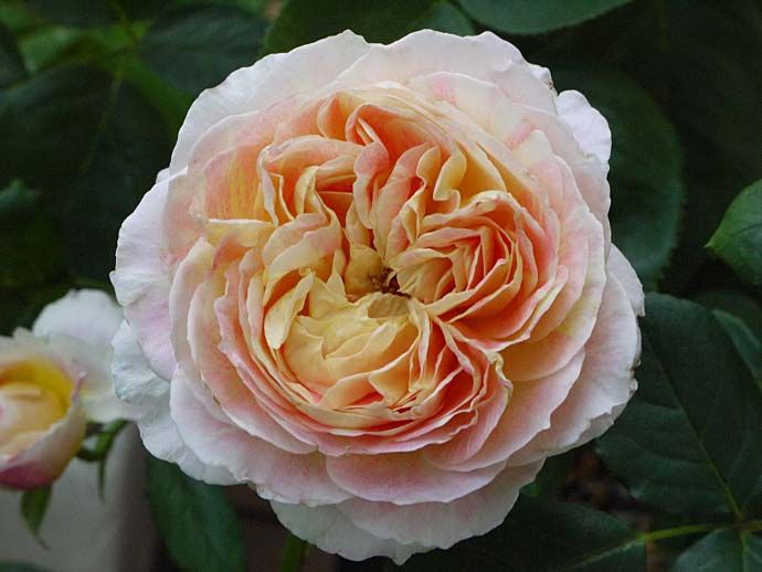 [ バラの贈り物 ] | バラの美と香りを求めて - 楽天ブログ