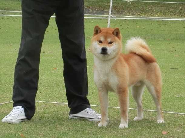 展覧会 日本犬保存会 柴楽日記 楽天ブログ