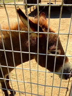 ろば