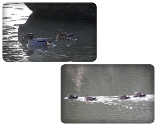 大野湊緑地公園-3 コガモとカルガモ 15.1.21