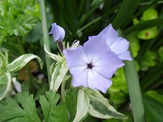 IMG_1248ss.jpg