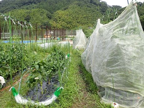 ピーマンネット誘引 葉山農園 7月中旬 暇人主婦の家庭菜園 楽天ブログ