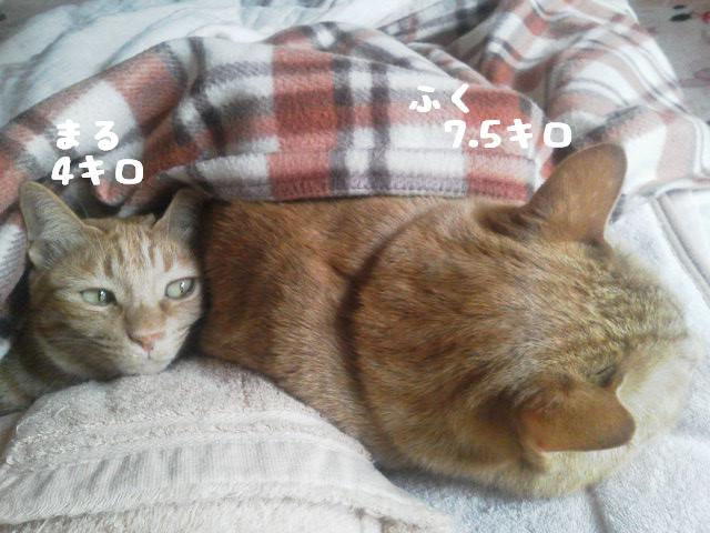 大きさが違う～