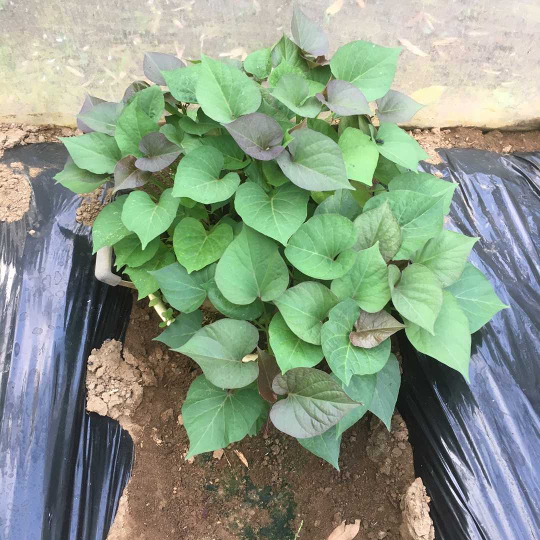 発芽させたサツマイモ「安納芋」苗の植え付け | Futtutyの菜園ブログ