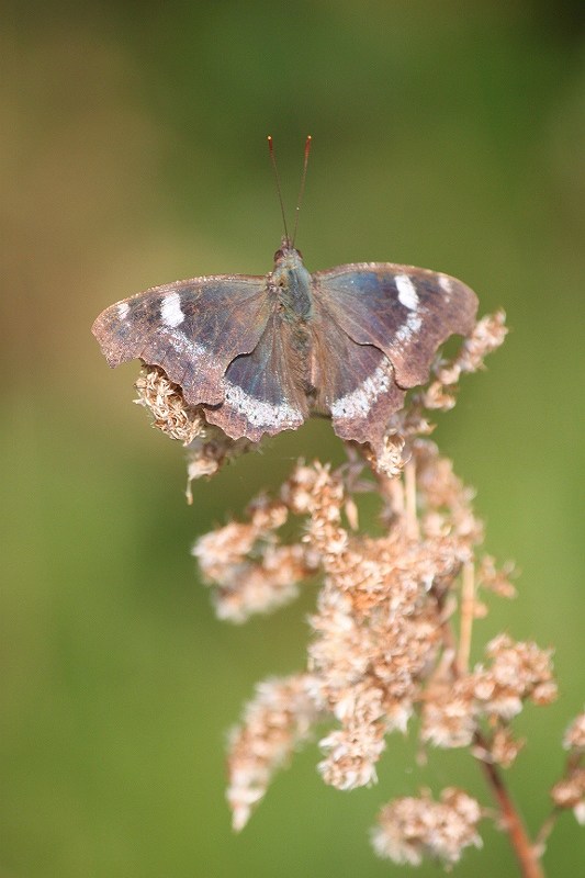 IMG_9808 (533x800).jpg