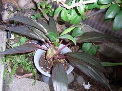 コルティリネ　レッドエッジ