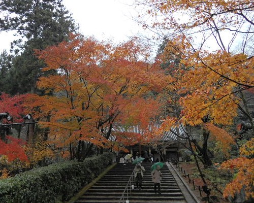 2012-11 永観堂阿弥陀堂の紅葉.jpg