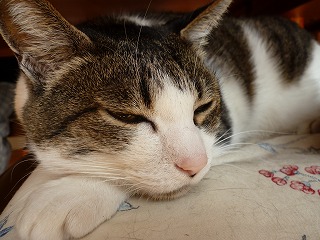 P1030117ss.jpg