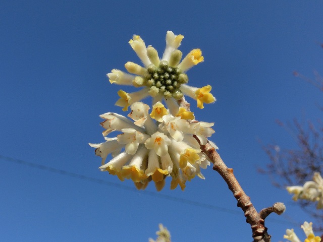 hana240408ミツマタ