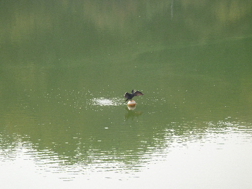 P1130598(1).JPG