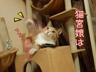 ふく　てしてし.JPG