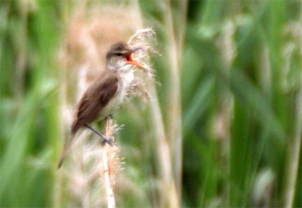 IMG_0561ヨシキリ.jpg