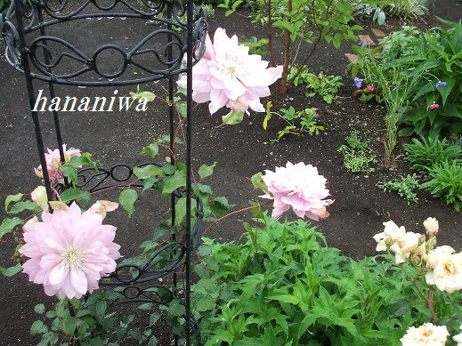 2011_0530トレッサ用寄せ植えとクレマチスの講座とカ0007.JPG