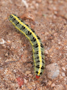 毛虫　10.7　2014