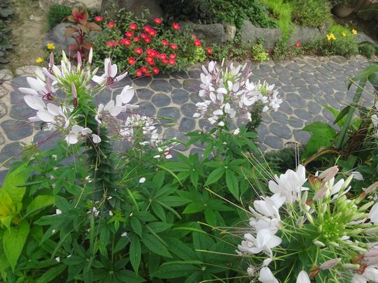 クレオメの花 散歩道 午後のひとりごと 楽天ブログ