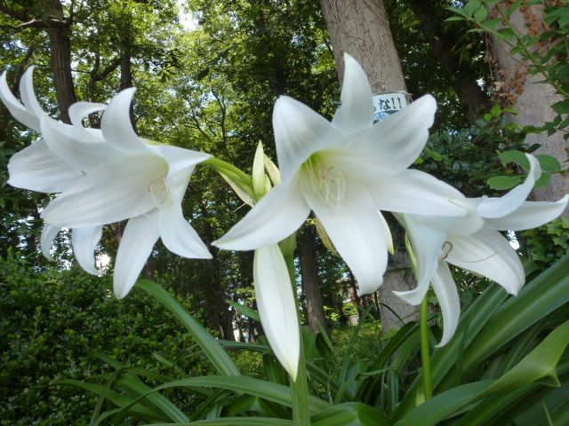 印度浜木綿 インドハマユウ カンナ 百合の花 色々 写真あり 私の好きな花 楽天ブログ