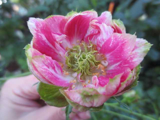 でた コンキュサーレから枝変わり 枯葉のテラス ばぁばの薔薇の花園 楽天ブログ