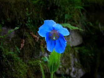 Meconopsis