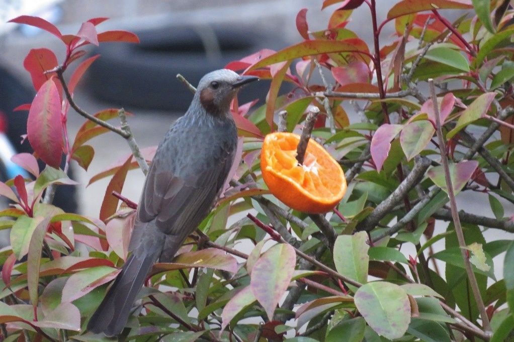 庭の鳥 垣根に挿したミカンにヒヨドリが来る様になりです 大分金太郎の花鳥蝶月 楽天ブログ