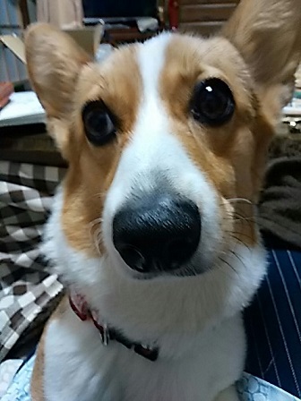 瞳IMG_20160115_171409.jpg
