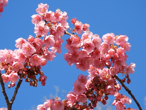 荏原神社の寒緋桜