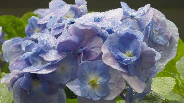 雨の紫陽花.jpg