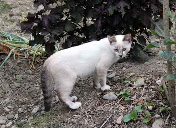 我が家のニャンコ♪2013/7/25-3