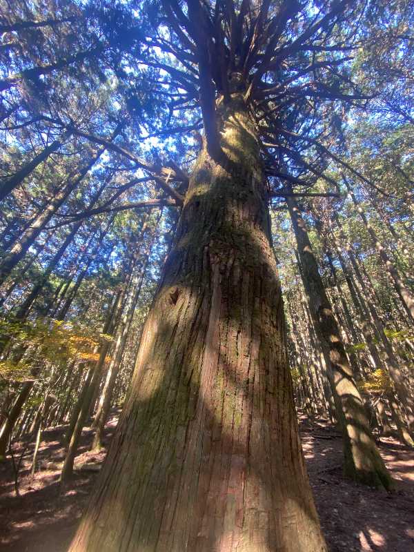 武甲山（ぶこうざん・1,304m）日本200名山（2） | 醍醐山と下部（しもべ）温泉 - 楽天ブログ