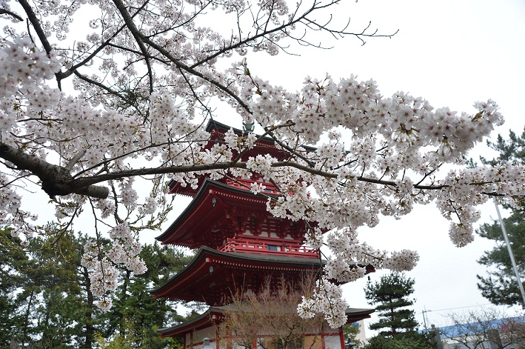2015.4.10大洗の桜 003.JPG