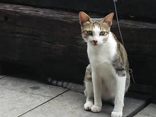 ぬこー