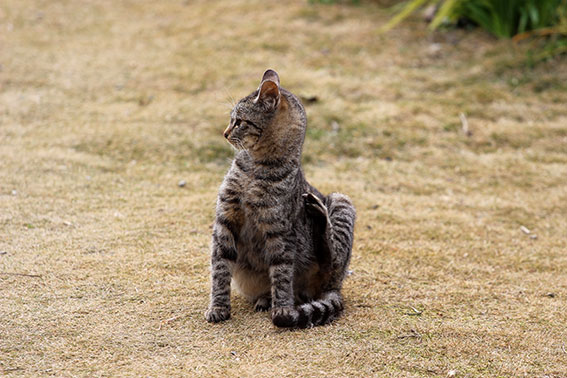 我が家のニャンコ♪2014/12/30-3