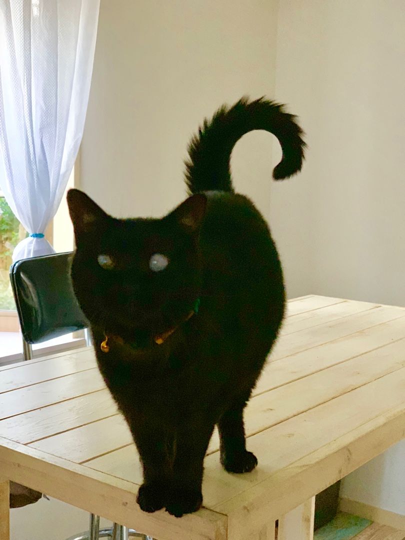 我が家の子 猫 Kobe West犬と猫との暮らし 欅の家 楽天ブログ