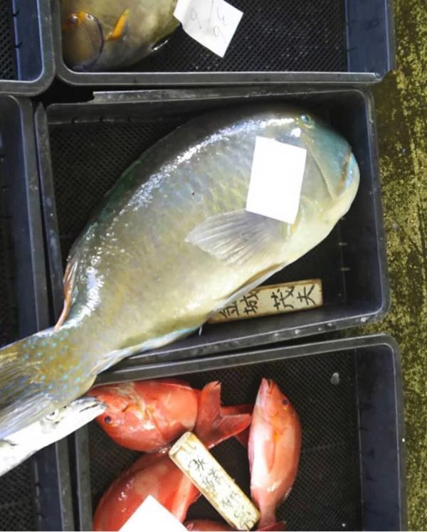 沖縄三大高級魚 マクブー めっちゃ美味しいですよぉ 海と星空の小さな宿 Wassa Wassa 沖縄ヤンバル情報 楽天ブログ