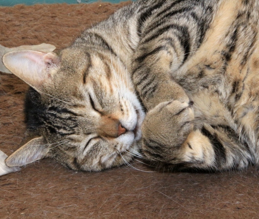 20160708ﾙﾅ02.jpg