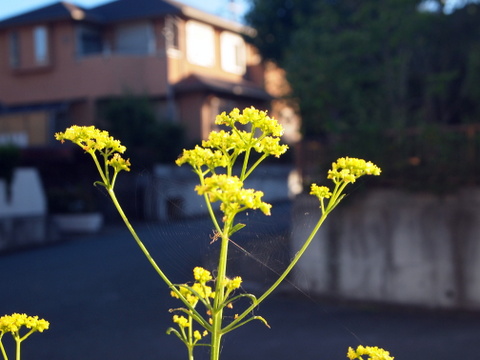 女郎花