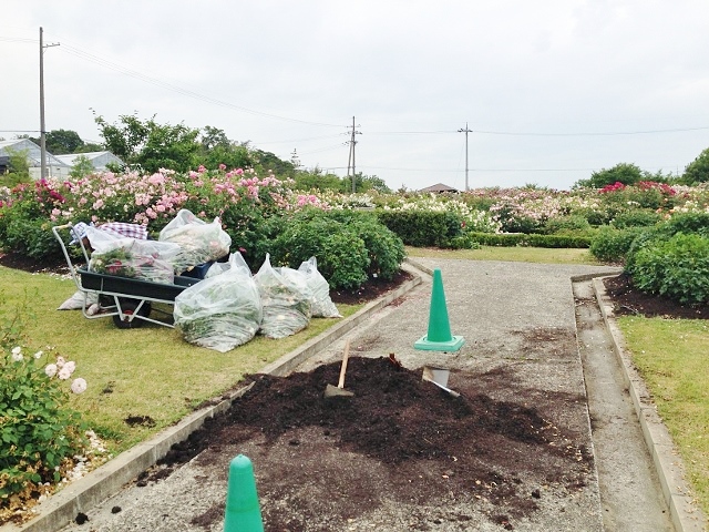 2014　花咲か