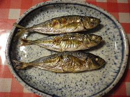 鯵520.JPG