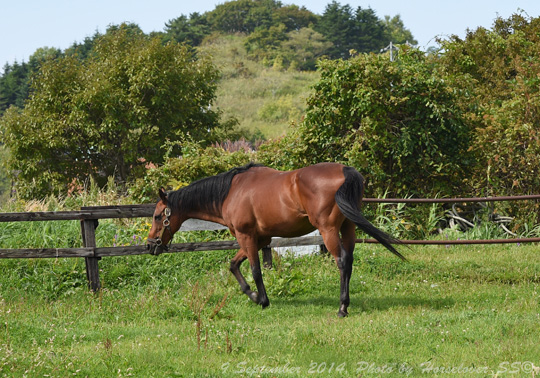 20140909_1018ToshinBlizard_01