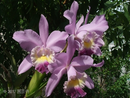 C. Valentine coerulea 'Carpinteria' 20170722-2